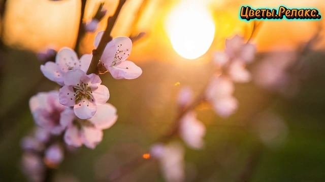 Цветы.Релакс.