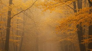 🍁🍁ПРИШЛА ОСЕНЬ, ГОСПОДА . . . - её красота в поэзии И. Бунина. @Космическийкругпесни