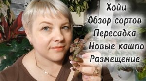 ХОЙИ | ПЕРЕСАДКА | ОБЗОР СОРТОВ | НОВЫЕ КАШПО | РАЗМЕЩЕНИЕ В ИНТЕРЬЕРЕ
