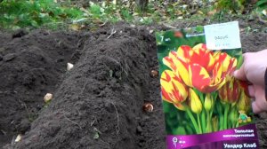 Посадка луковиц тюльпанов. Начало октября 2025 года