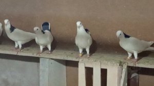 голуби которых я оставил на следующий сезон