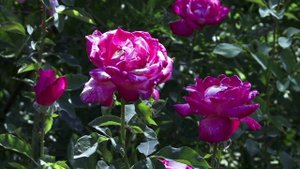 Расслабляющее пение птиц для разгрузки нервной системы. https://www.vecteezy.com/