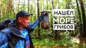 Нашёл море грибов Встретил кабана у таёжного ручья