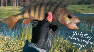 Мордатые окуни и шнуры оккупировали перекат! Раздача на CF Arion ASRE802LT