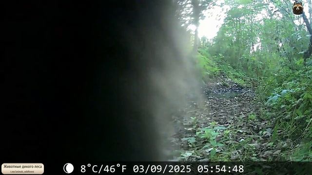 Наша знакомая енотовидная собачка по прежнему борется за неприкосновенность личной жизни.  