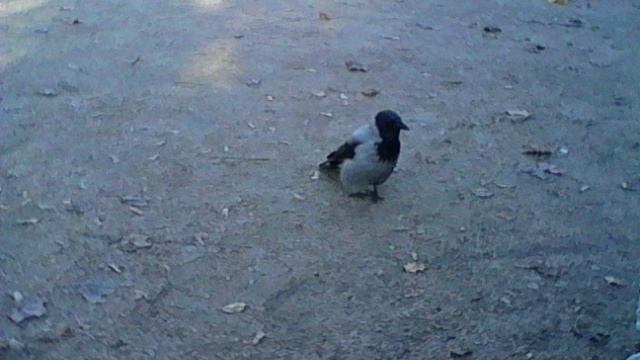 Смешная ворона смотреть онлайн