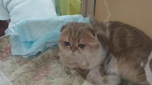 Выставка кошек. Наша экскурсия 4 октября 2025г. Воронеж #котолевские