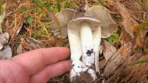 Сбор зеленушек и серых штриховатых рядовок. Где и как их искать