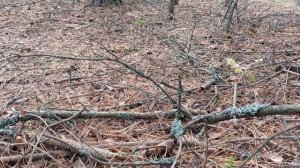 Грибы Мокрухи Пурпуровые в сосновом лесу в Гусина.