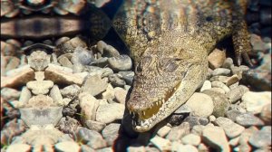 Вы точно не знали эти факты о крокодилах