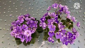 Про полив у фиалок. Виды полива. Недостатки и преимущества каждого.