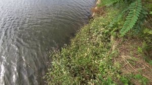 охота на сазана