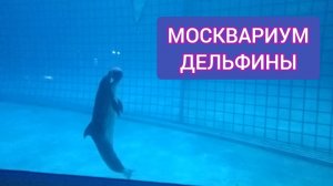 Москвариум. Дельфины