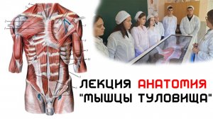 "Мышцы туловища" - Лекция Анатомия