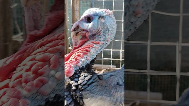 Как прижигание клюва влияет на жизнь птицы: последствия процедуры