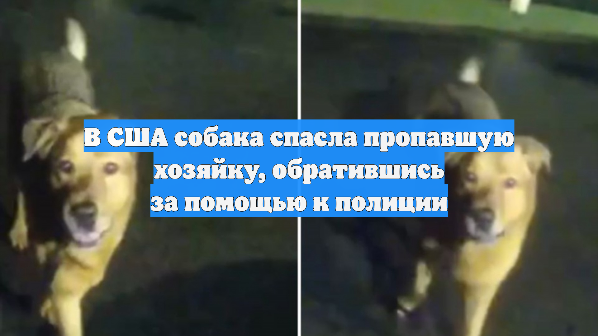 В США собака спасла пропавшую хозяйку, обратившись за помощью к полиции