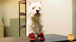 Если собака промочила лапы... Доброе утро. Фрагмент выпуска от 07.10.2025