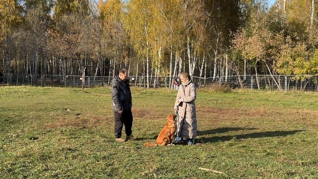 Либерти породы Толлер (новошотландский ретривер) смотреть онлайн