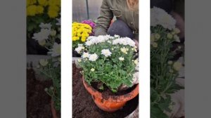 хризантемы