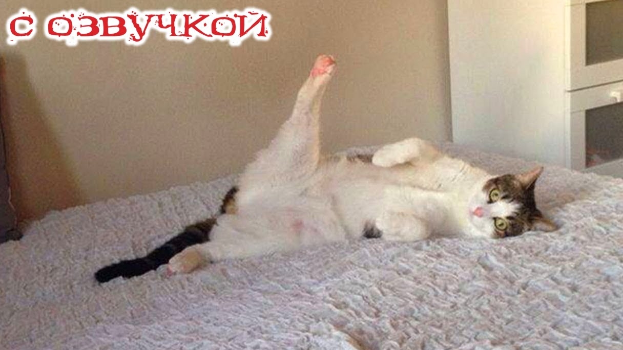 Приколы с котами! С ОЗВУЧКОЙ! Смешные виде с животными! СМЕШНЫЕ КОТЫ! Засмеялся проиграл!