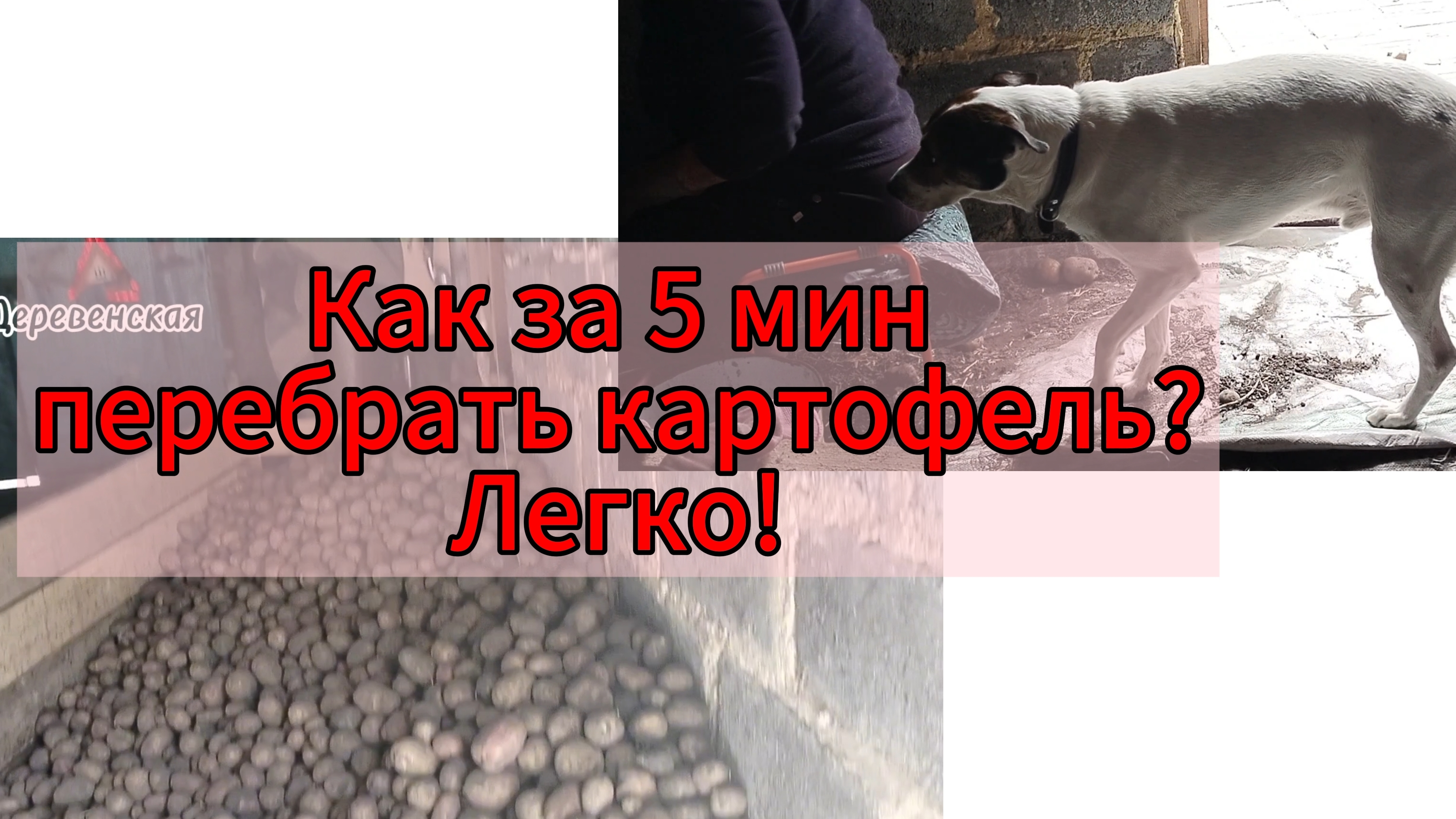 Как за 5 минут перебрать картофель?Легко!