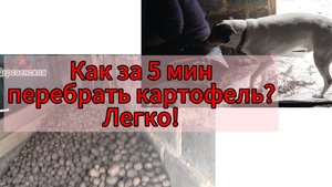 Как за 5 минут перебрать картофель?Легко!