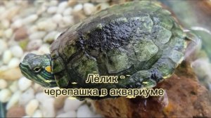 Лёлик - черепашка в аквариуме