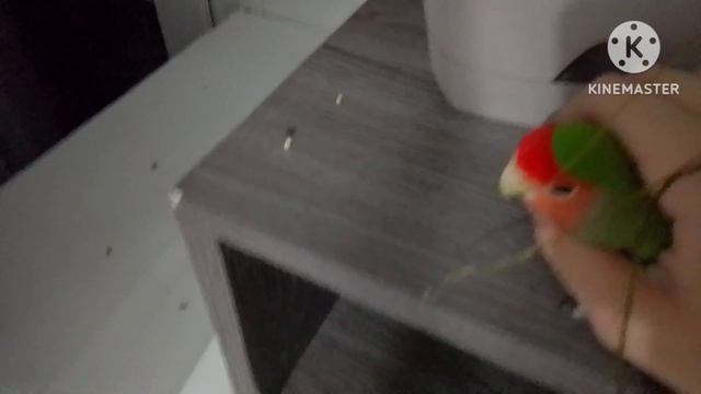 мой попугай пытался взорвать мой дом.        плохая концовка