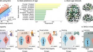 Творчество против биологического старения мозга. Nature Communications. 03.10.2025 г.