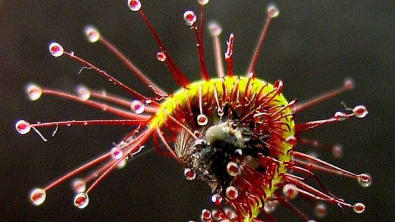 Sundew