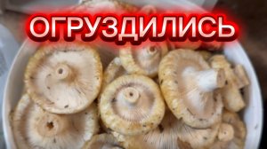 Набрали ГРИБОВ на дорожку. Попрощались с Пермским лесом ❤️