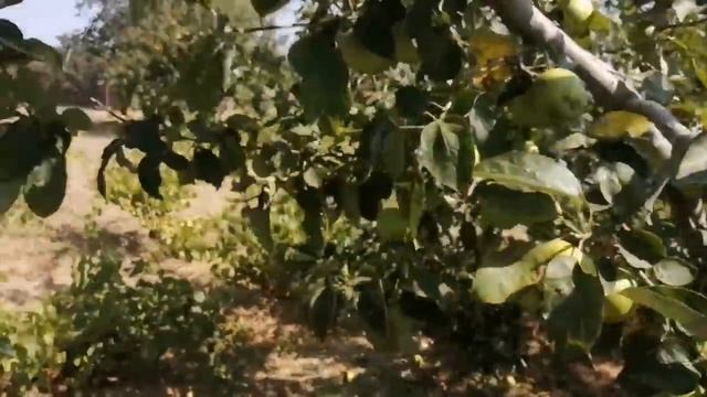 Болгария. Дом. Село Паницево Бургасской обл. 125000 евро.