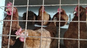 07-10-2025 Кучинские куры несут зелёное яйцо / глистогоню кур / теряю кур.