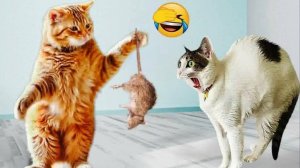 Угарные коты и собаки заставят вас смеяться до слёз Приколы