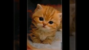 Видео от МЯУтаверс – как метавселенная, но с котами