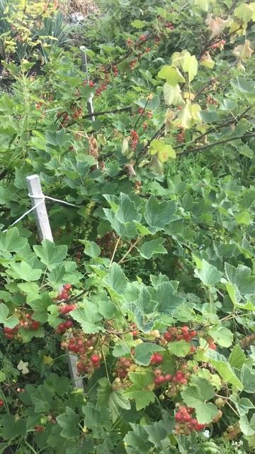 Ленинградская область. Хвойное. 29.06.2024. Дача. Зреющие ягоды красной смородины