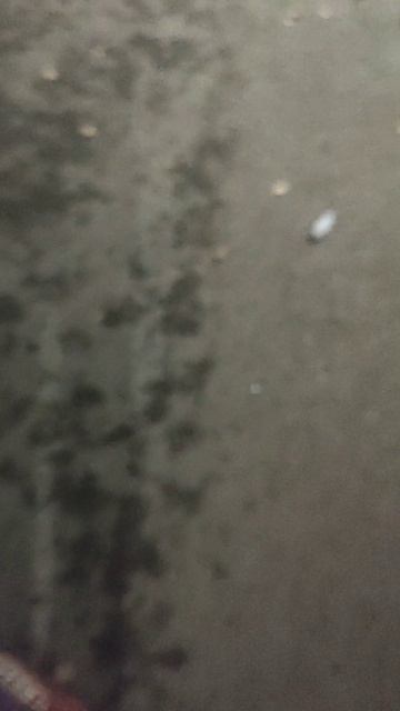 кот смотреть онлайн