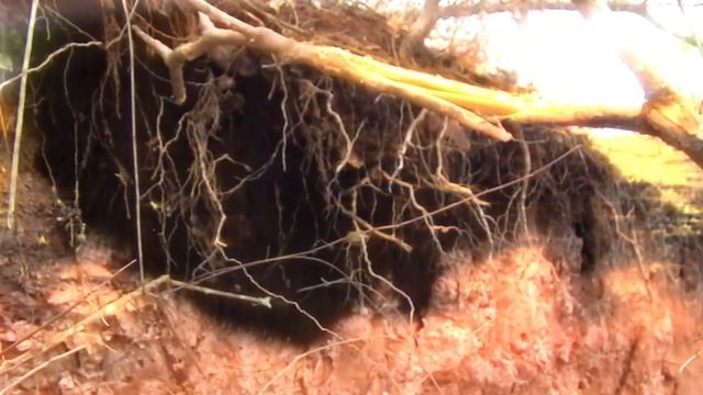 Нашествие Животных: Массовые Миграции и Вторжения в Цивилизацию смотреть онлайн