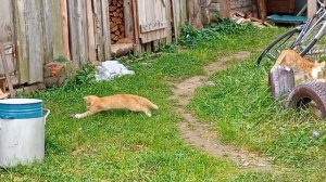 Коростели. Кот и мышь. 02.10.2025.