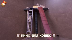 Видео для кошек про крысок развлекать питомцев 🐭🐀😂 (336)
