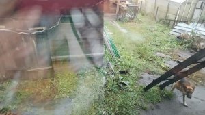 Замариновала помидоры.🍅🍅🍅 Купила отраву для мышей.