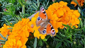 4K Бархатцы. Осень.