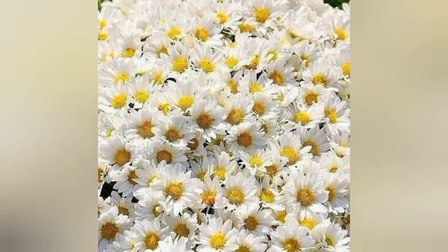 Мой ролик РОМАШКА БЕЛАЯ.mp4 смотреть онлайн