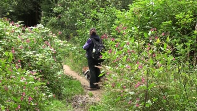 Дорога на слет. Опалиха. 2лесной слет Клуба КСП У Костра 23.08.2025