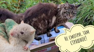 Кошка Морошка помогает по саду, крысят мне носит, посылку распаковывает. А сыч Лучик только дерётся