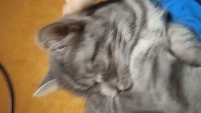 котик