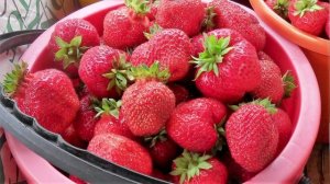 Что делать с клубникой в сентябре-октябре