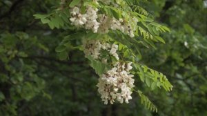 ✨Этот романс — словно аромат весенней акации… @Космическийкругпесни