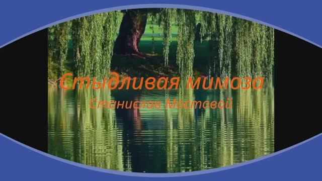 Стыдливая мимоза