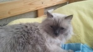 Уморное видео про котика часть 1